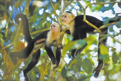 忠诚的情侣在雨林里