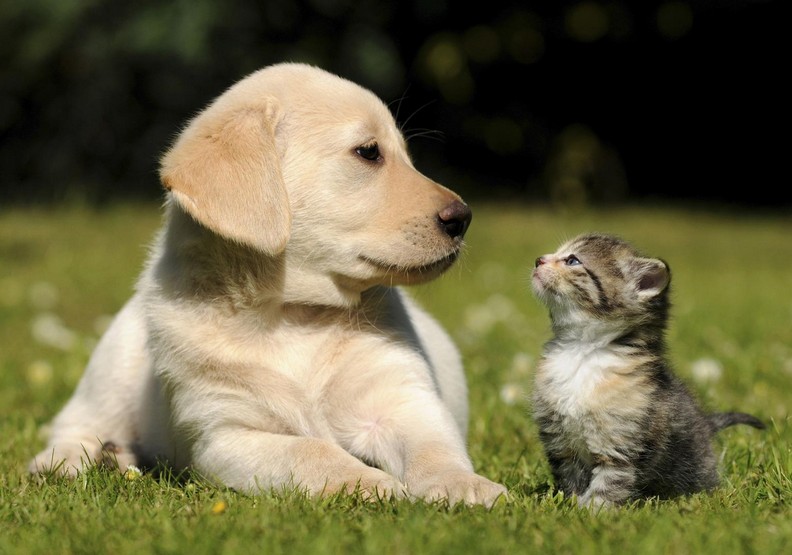 狗和猫，就是典型的被爱和爱的例子