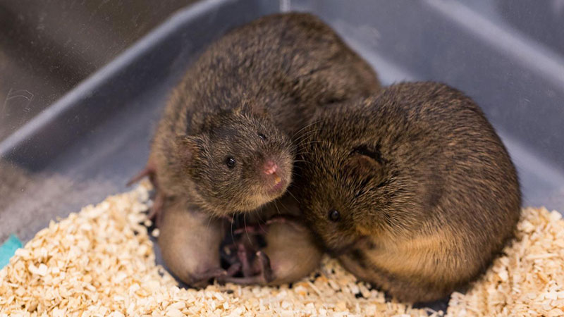 草原田鼠是“一夫一妻制”的模范