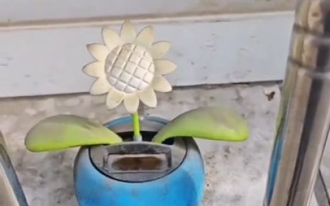 阳光下，那朵还在摇的小花